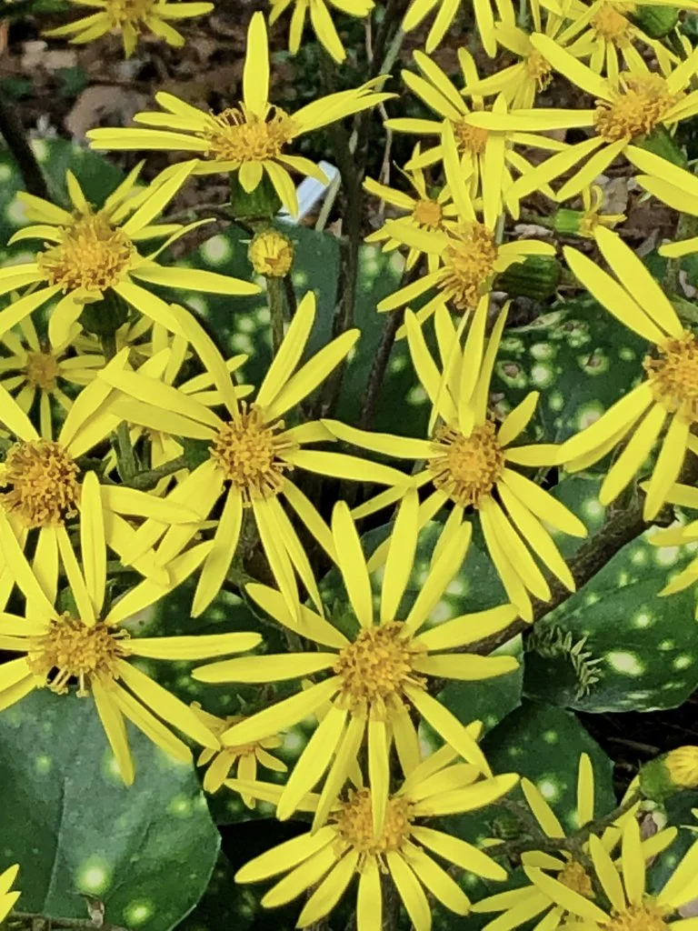 『 Yellow Leopard fam 』by Zuberi 60*60cm Leopard Plant (Farfugium japonicum) — Come Grow With Us!